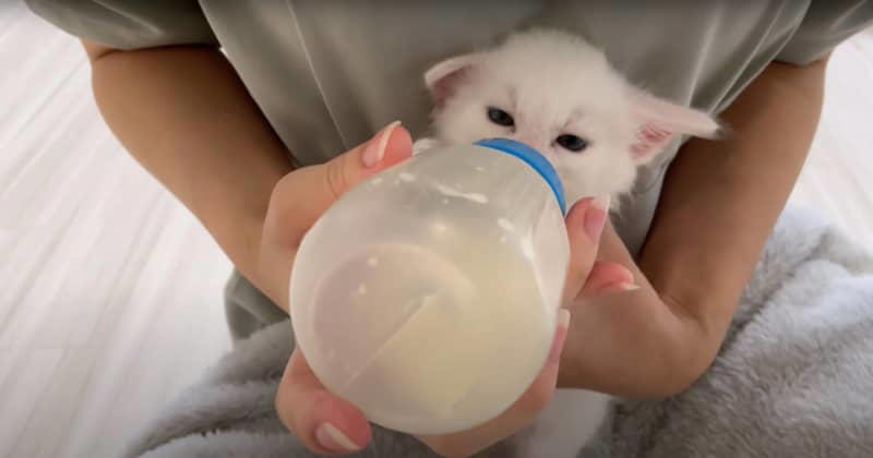 保護した赤ちゃん猫の『哺乳瓶の飲み口』取り替えた結果…まさかの
