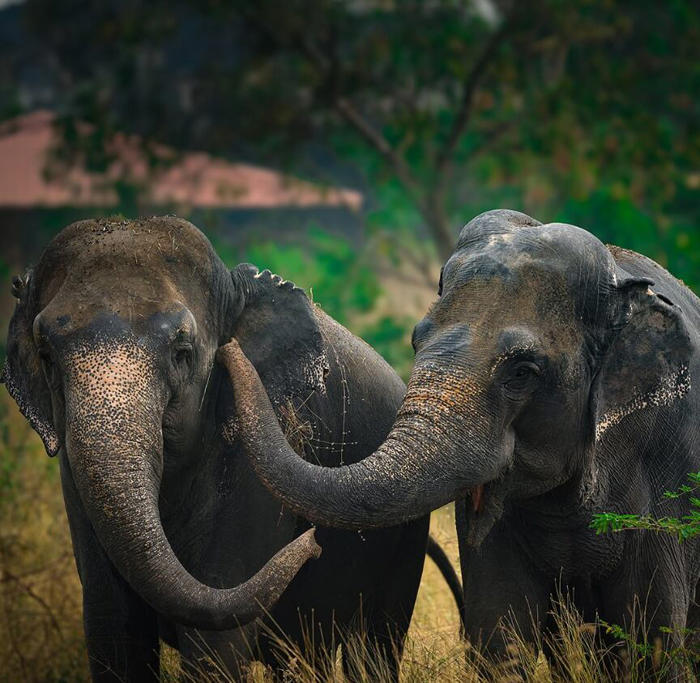 anant ambani's animal rehab centre: shelter for abused elephants - or private mega-zoo?