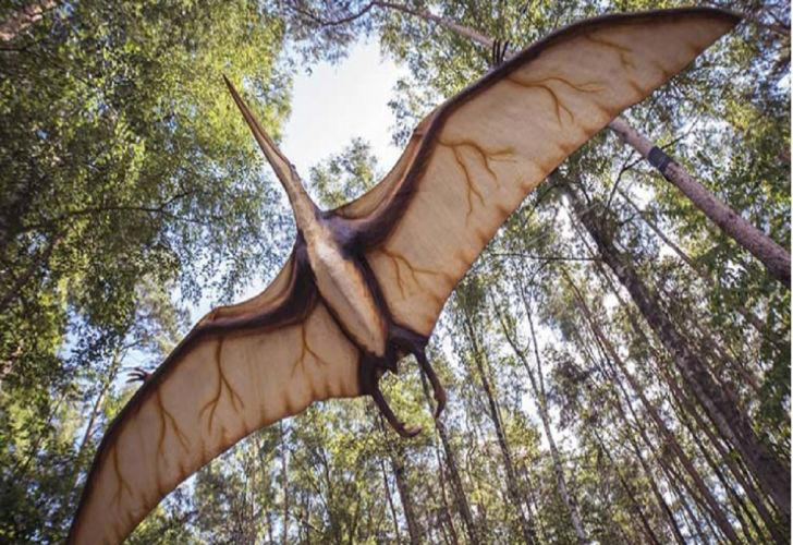 encuentran los restos fósiles de un milenario saurio volador en australia