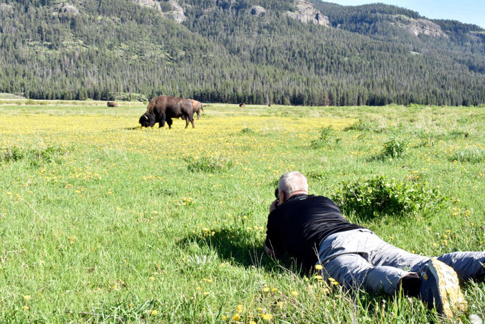 yellowstone visitors clamor to catch a glimpse of an elusive white bison calf