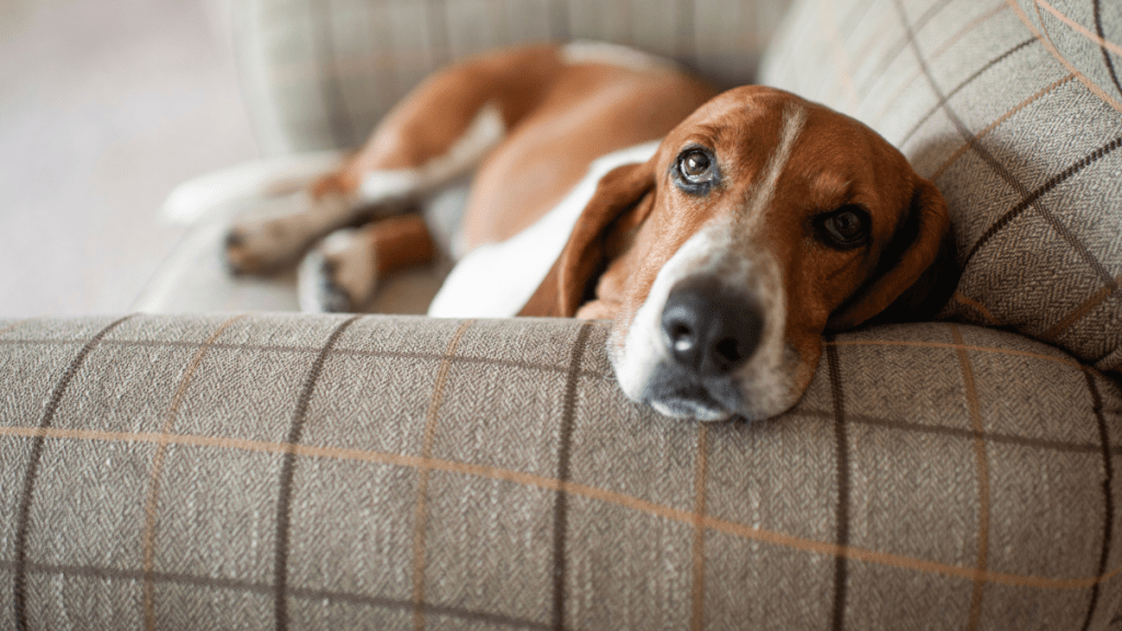 6 Calm Dog Breeds Known for Their Relaxed Personalities: King Charles ...