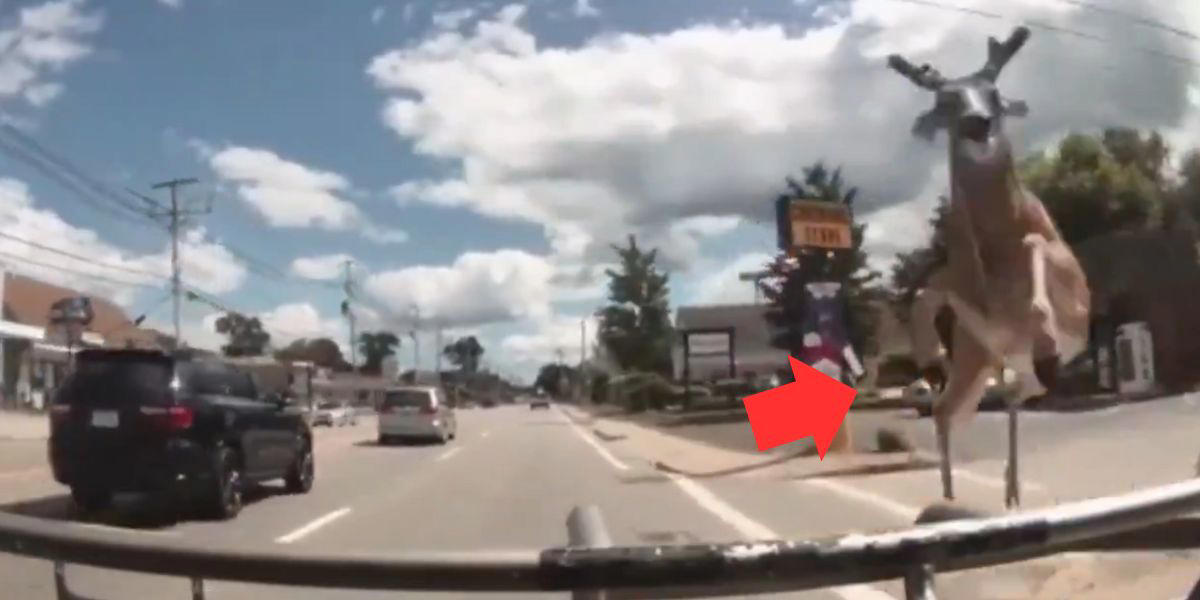 vidéo : un cerf heurte un bus et blesse trois personnes à rhode island