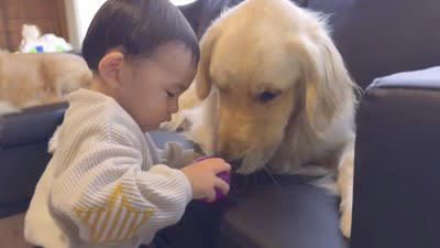 大型犬が赤ちゃんに『愛情表現』をした結果…まさかの『迷惑がられてしまう光景』が22万再生「笑ったｗ」「幸せが凝縮されてる」と絶賛
