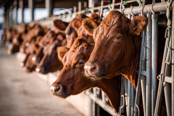 detectan síntomas de gripe aviar en vacas de colorado