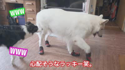 コレクション 靴を履いた犬の反応めっちゃ可愛い