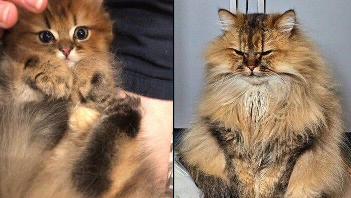 「きゅるんきゅるん」とした顔の子猫 表情豊かなコに成長し、2年後には想像以上の「渋い顔」を披露！