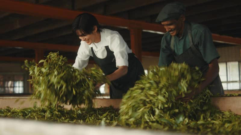 目黒蓮さんがスリランカで茶摘み体験 新cmで“紅茶の国からの、おくりもの。”「午後の紅茶」を訴求