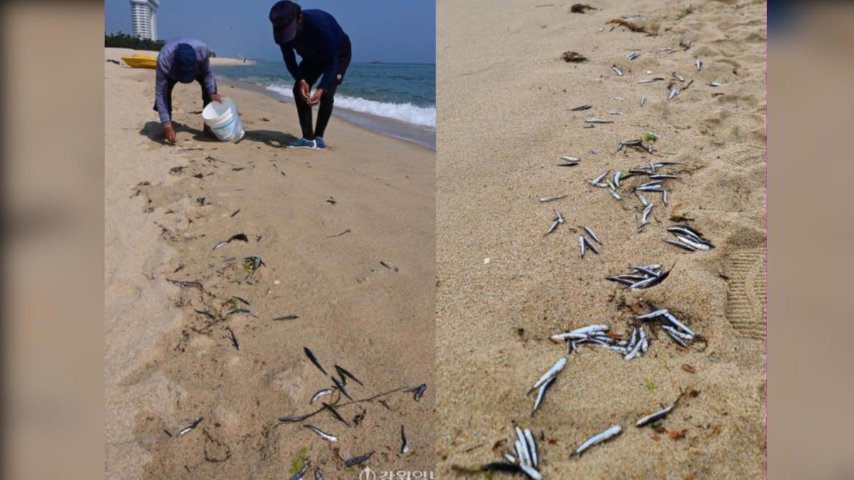 南韓海灘驚現「整排魚屍」 民眾擔憂：大地震前兆