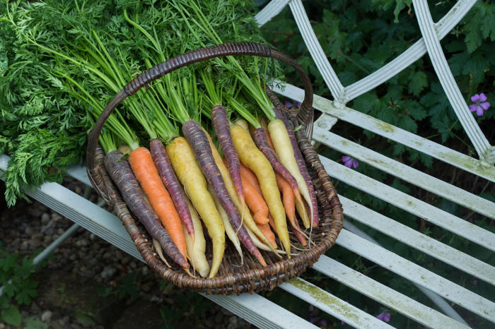gardener's notebook: don't get green-fingered envy — it's not too late to grow your own food this year