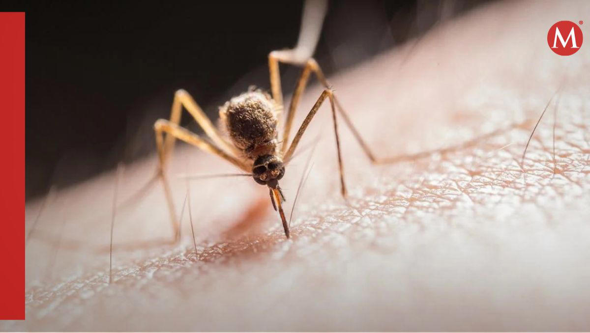 ¿el dengue invadirá méxico? estos son los municipios a los que llegaría próximamente, según estudio