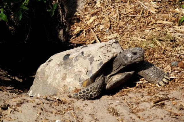 man sparks discontent after sharing disheartening before-and-after images of tortoise habitat destruction: 'this is heartbreaking'