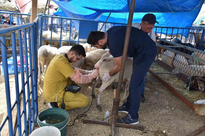 hayvan pazarında satışa çıkan hayvanlara gebe testi yapıldı