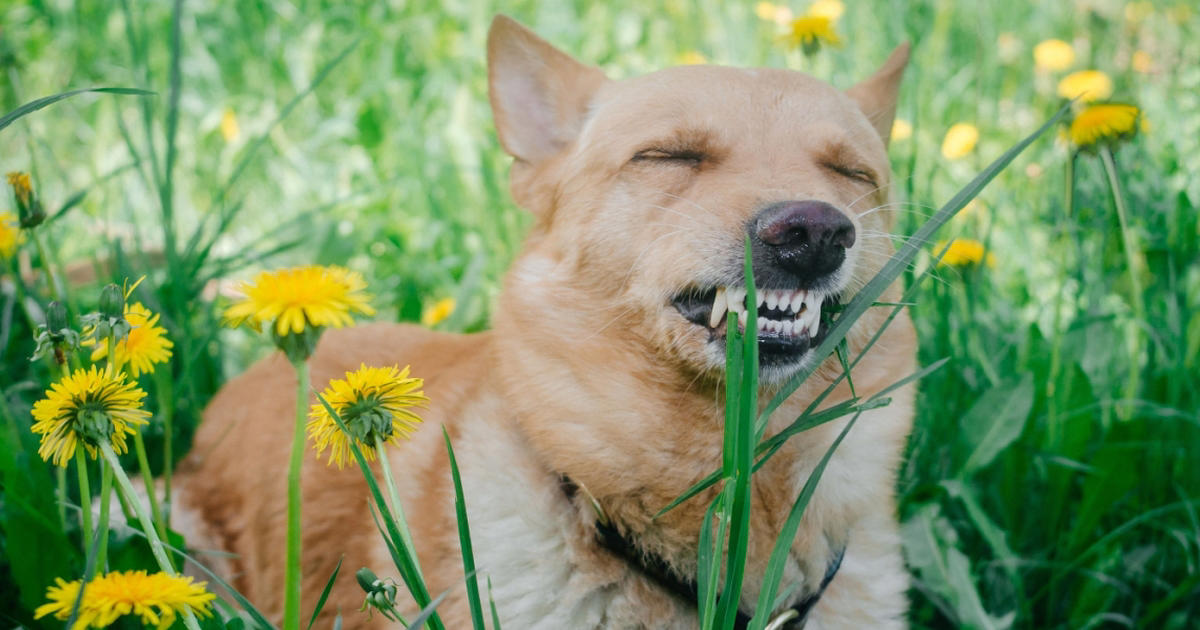 hvorfor spiser din hund græs? dyrlæge giver svaret