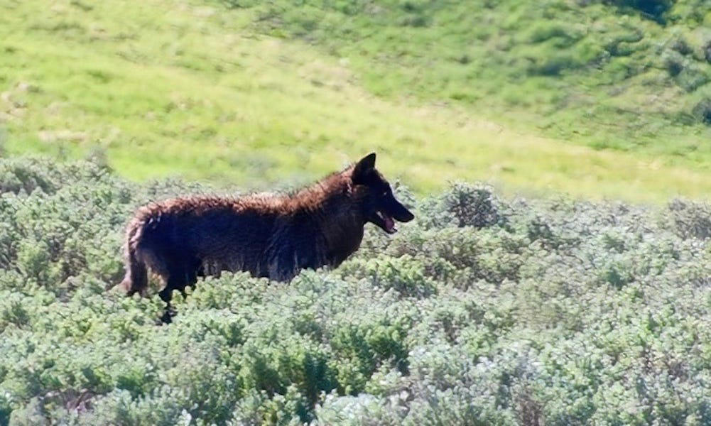 watch: yellowstone elk turns tables on wolf after stirring chase