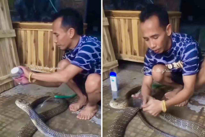 video: mann gir sin gigantiske kjæledyrsslange et bad