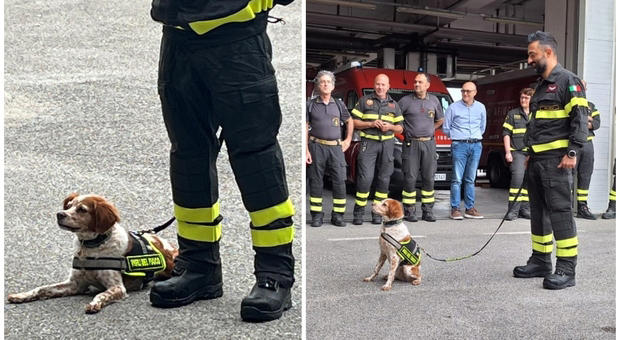 foglia, la cagnolina dei vigili del fuoco va in pensione: «all'opera nel crollo del ponte morandi e in albania»