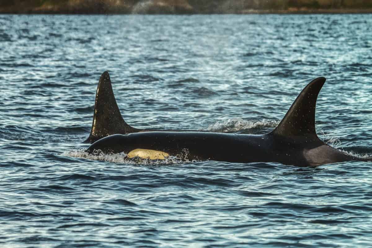 <p>Tilikum, a captive orca infamous for his involvement in human fatalities, had multiple offspring during his time in captivity. As of September 2021, there were at least 21 captive orcas related to Tilikum. Furthermore, these were all through his lineage in various marine parks and aquariums around the world.</p>           Sharks, lions, tigers, as well as all about cats & dogs!           <a href='https://www.msn.com/en-us/channel/source/Animals%20Around%20The%20Globe%20US/sr-vid-ryujycftmyx7d7tmb5trkya28raxe6r56iuty5739ky2rf5d5wws?ocid=anaheim-ntp-following&cvid=1ff21e393be1475a8b3dd9a83a86b8df&ei=10'>           Click here to get to the Animals Around The Globe profile page</a><b> and hit "Follow" to never miss out.</b>