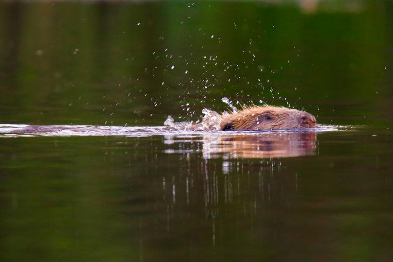 beavers return to britain after 400 years and they are not only surviving but thriving
