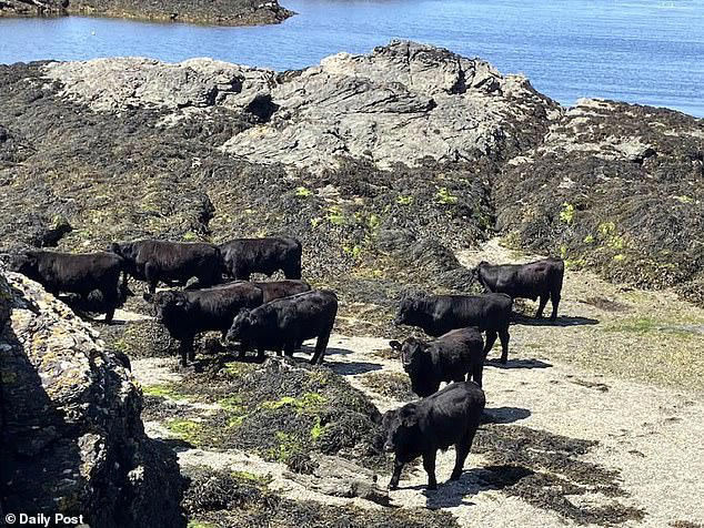 herd of black cows invade anglesey beach to the dismay of tourists