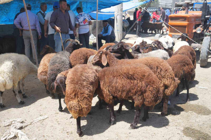 hayvan pazarı çarşıya taşındı: sıkı pazarlıklar başladı