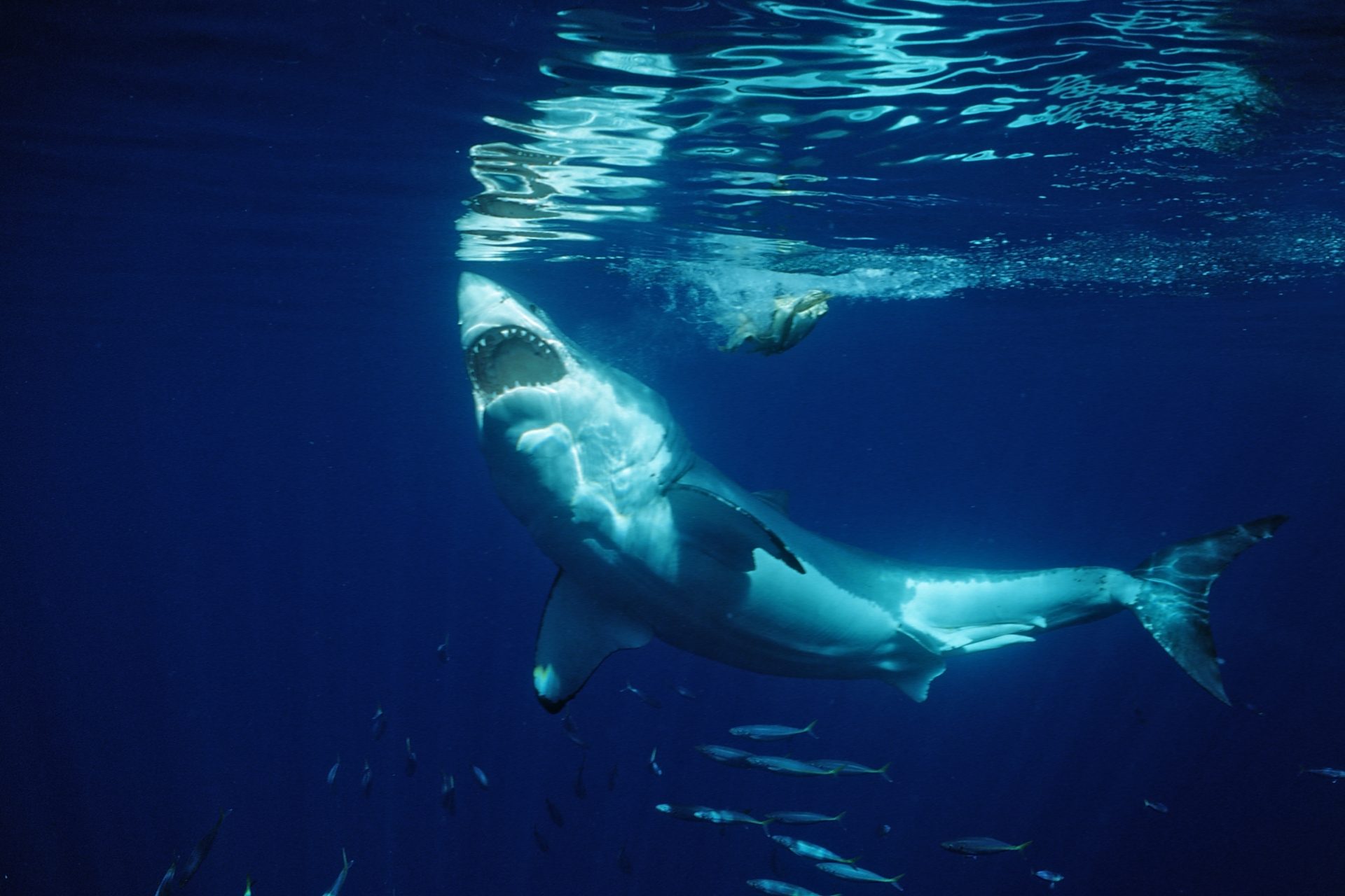 Alerta: ¿están aumentando los ataques de tiburón?