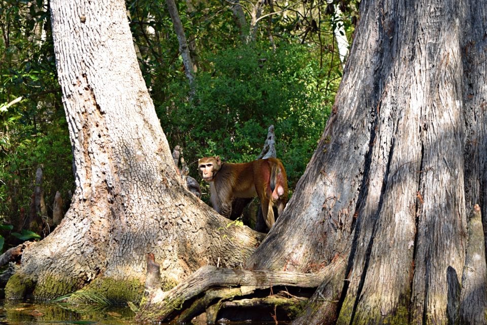 8 Unique Eco-Friendly Florida Animal Encounters