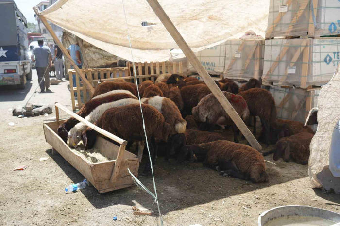 hayvan pazarı çarşıya taşındı: sıkı pazarlıklar başladı
