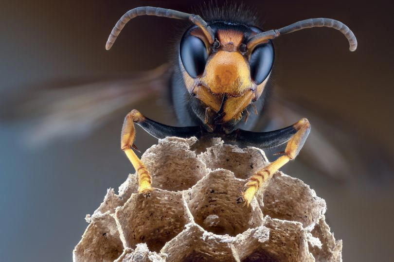 asian hornets theory explains how major threat to uk bees got here
