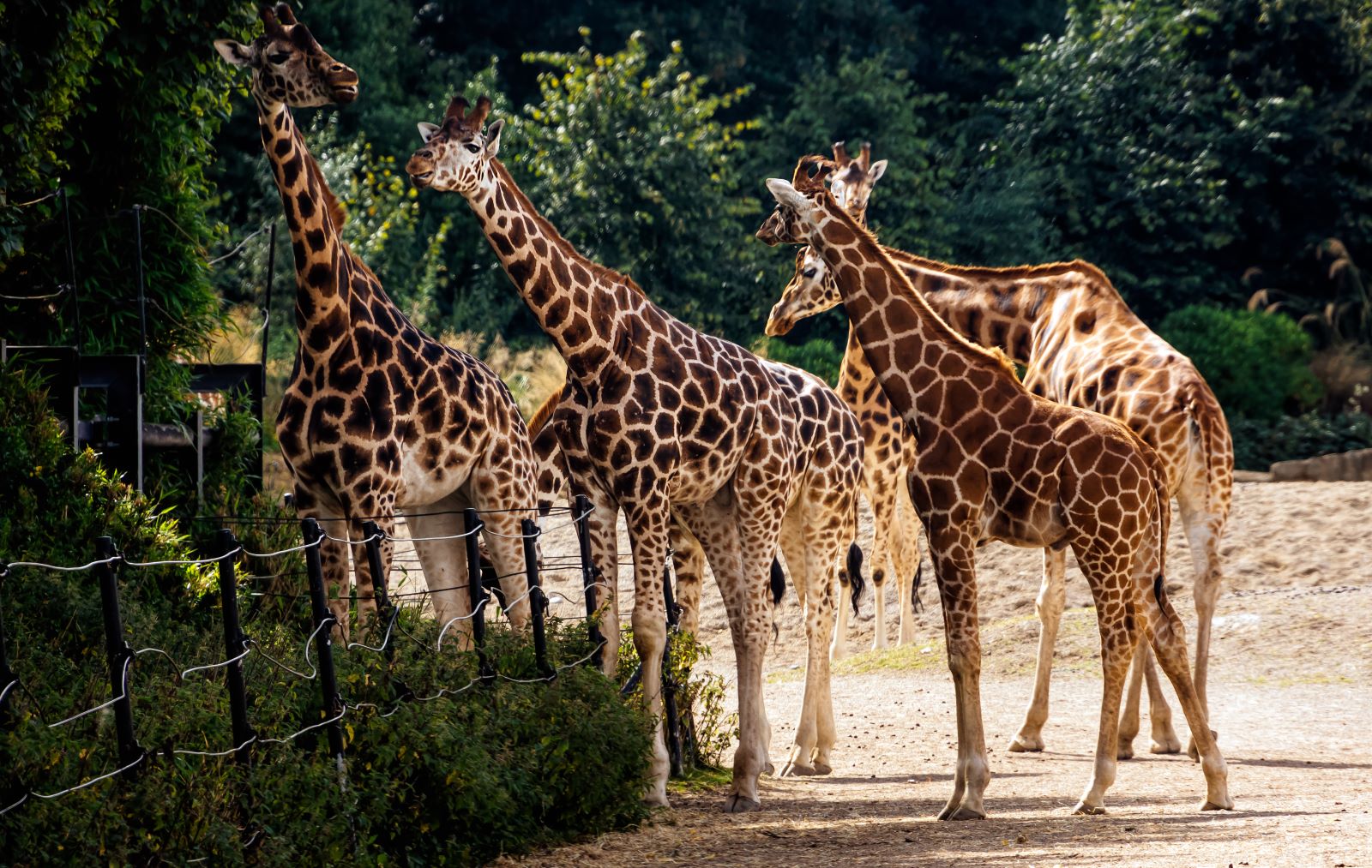 <p class="wp-caption-text">Image credit: Shutterstock / Dawid K Photography</p>  <p>Dublin Zoo in Phoenix Park is one of the oldest and most respected zoos in the world. It’s a fun day out for families or anyone interested in wildlife conservation.</p>
