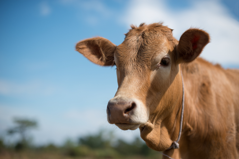 Cow Sweetly Nuzzles Into Caretaker As He Sings Her a Story Before Naptime