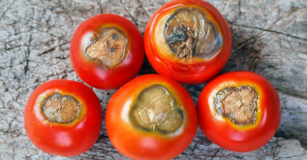 tomatenpflanzen im garten: so schützt du sie vor blütenendfäule