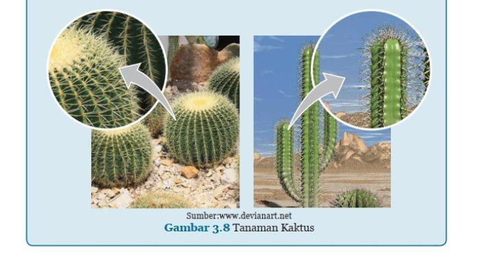 kunci jawaban ipa kelas 8 semester 1 halaman 116,ayo kita pikirkan: fotosintesis pada kaktus