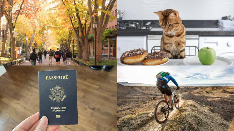 ivy league salaries, ozempic for pets, and online passport renewal: lifestyle news roundup