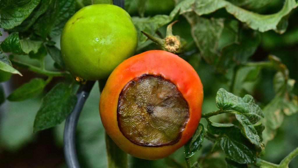 tomatenpflanzen im garten: so schützt du sie vor blütenendfäule