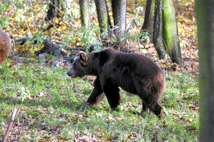 spotkali niedźwiedzia i zaczęli go nagrywać. szokujące zachowanie polskich turystów w tatrach