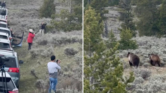 bystander holds breath while capturing video of tourists standing before grizzly bear and cub: 'can't people just leave wildlife alone?'