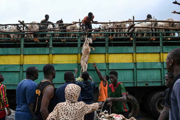 pour l'aïd, la côte d'ivoire dépendante des moutons d'un sahel en crise