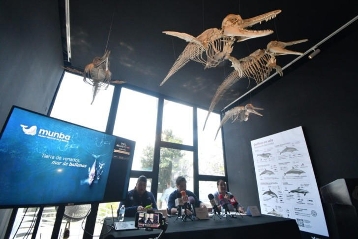 mazatlan contará con su primer museo nacional de la ballena en medio de la fascinación por el mar