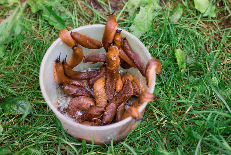 Plant rue to naturally deter slugs from your garden