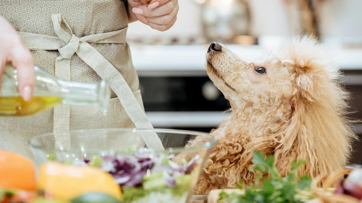 i cani possono mangiare l'olio d’oliva?