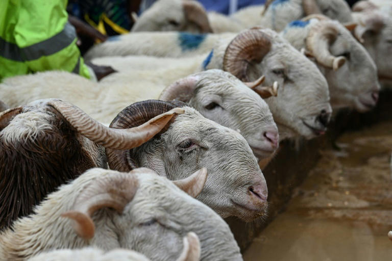 pour l'aïd, la côte d'ivoire dépendante des moutons d'un sahel en crise