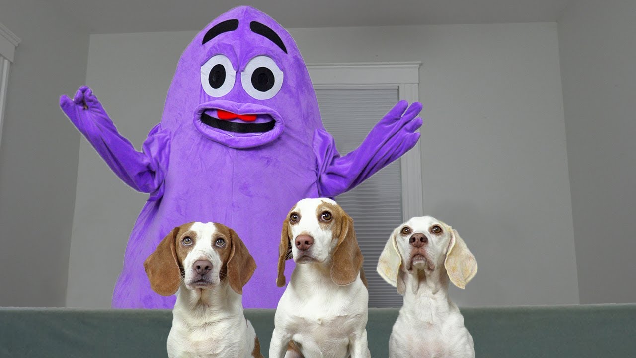 Dogs Steal Hamburgers From Grimace: Funny Dogs Maymo, Indie & Potpie