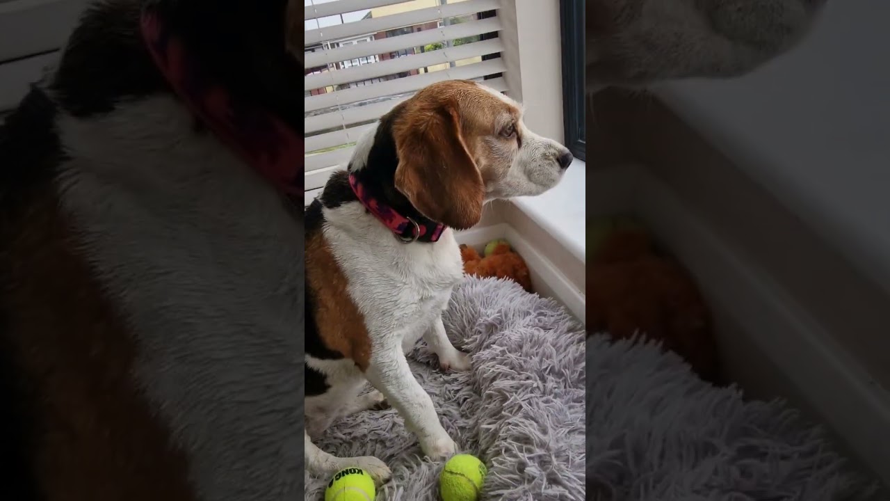 The many sounds a beagle loves to make
