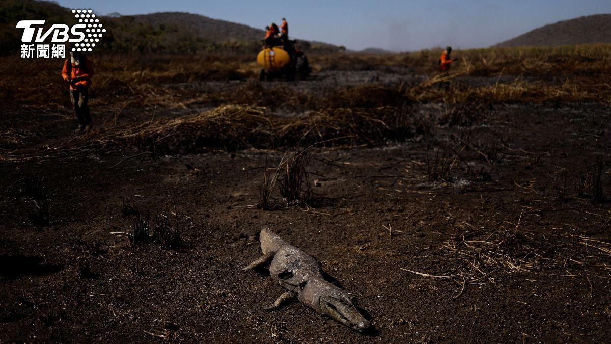 amazon, 史上最慘！全球最大濕地單月733起火災 鱷魚、猴子焦屍四散