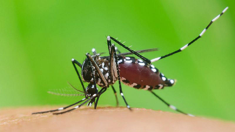 ¿qué países europeos tienen mosquitos tigre? los casos de dengue aumentan con las temperaturas