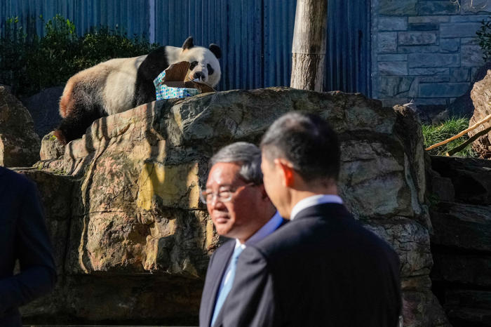 kina udlåner nyt pandapar til adelaide zoo i australien