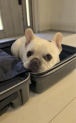 スーツケースを広げていたら『僕も連れてって…』どうしても一緒に行きたい犬が36万再生「可愛すぎるｗ」「置いてくなんて無理だ」と悶絶の声