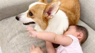 犬が赤ちゃんに寄り添っていたら…まさかの『ひじ掛け役』に就任する光景が1万8000再生 まんざらでもない様子に「モフモフしたい」の声
