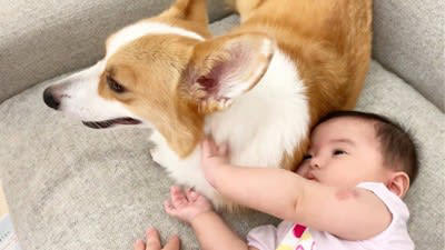 犬が赤ちゃんに寄り添っていたら…まさかの『ひじ掛け役』に就任する光景が1万8000再生 まんざらでもない様子に「モフモフしたい」の声