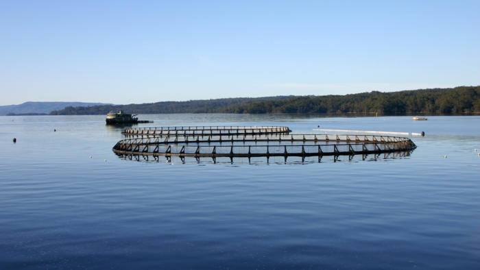 concerns for salmon farming in tasmania